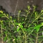 Cuphea hookeriana Cvet