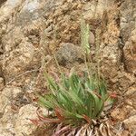 Plantago serraria Flor
