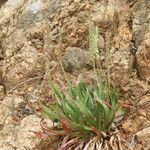 Plantago serraria Fiore