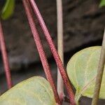 Vinca major Corteccia