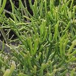 Euphorbia aphylla Corteza