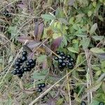 Ligustrum vulgare Fruit