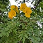 Cassia leptophylla Hostoa