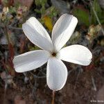 Linanthus dichotomus Flower