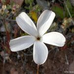 Linanthus dichotomus Lorea