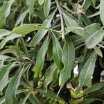 Pyrus salicifolia Leaf