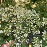 Heracleum sphondyliumFlower