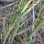 Bossiaea scolopendria Кора