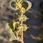 Atriplex laciniata Fruit