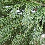 Cryptomeria japonica ᱥᱟᱠᱟᱢ