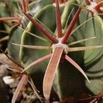 Ferocactus latispinus Лист