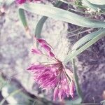 Allium falcifolium Květ