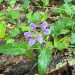 Prunella grandifloraFlower