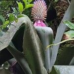 Aechmea mariae-reginaeЦвят