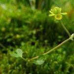 Ranunculus hyperboreus Habitat