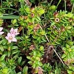 Kalmia procumbens 形态