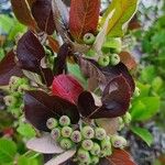 Aronia melanocarpa Fruit