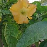 Brugmansia versicolor Bloem