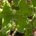 Pelargonium tomentosum Blatt