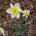 Narcissus tazettaBloem