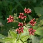 Thaspium trifoliatum Blüte