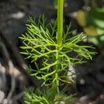 Adonis aestivalis Leaf