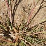 Panicum dichotomiflorum Habitus