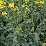 Brassica napus Агульны выгляд