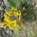 Cytisus galianoi Квітка