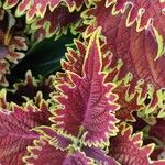 Coleus decurrensLiść