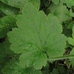 Tellima grandiflora Levél