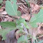 Ageratum conyzoides Лист