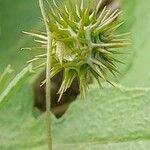 Medicago laciniata Frukt