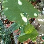 Alocasia odoraЛисток