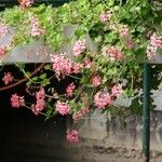 Pelargonium peltatum 葉