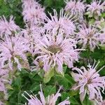 Monarda fistulosa Floare