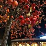 Malus × floribunda फल