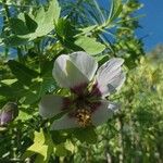 Malva acerifolia Flower