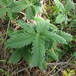 Potentilla thurberi ഇല