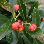 Euonymus japonicus Fruct