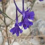 Delphinium consolida Flor