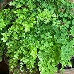 Adiantum raddianumЛист