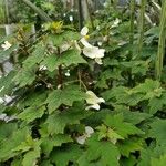 Begonia dregei برگ