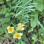 Linaria vulgaris Blatt