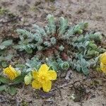 Hypericum cerastoides Blodyn