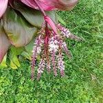 Cordyline fruticosa Flower
