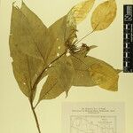 Mussaenda treutleri Other