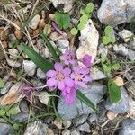 Colchicum cupanii Квітка