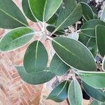 Pachystegia insignis Folha