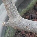 Simmondsia chinensis Φλοιός